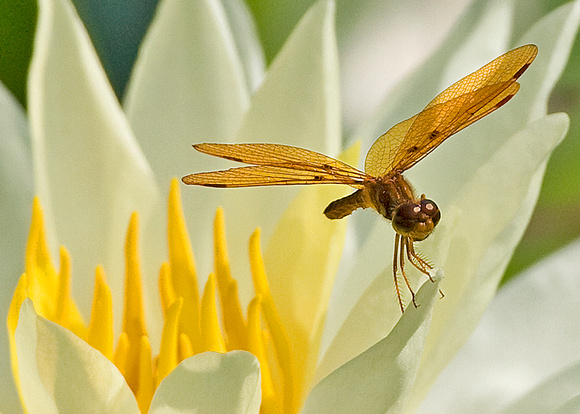 Amberwing on Lotus Flower