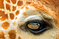 Reflection of tour bus in Giraffe's eye.