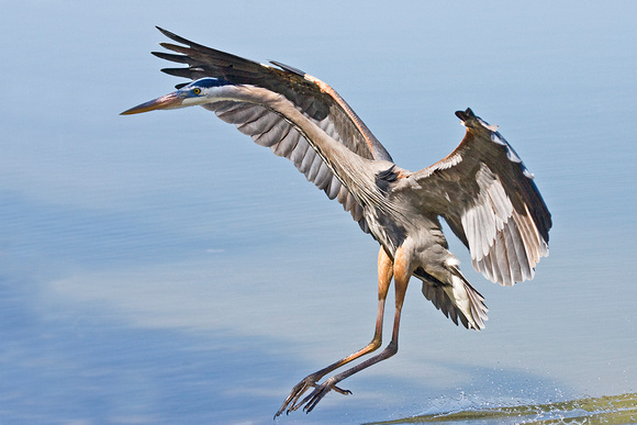 Great Blue Heron landing.