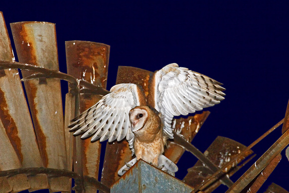 Barn Owlet on Wind Mill