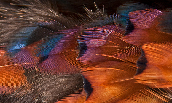 Feather Details
