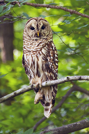 Barred Owl perched on one foot.