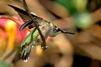 Immature Ruby Throated Hummingbird