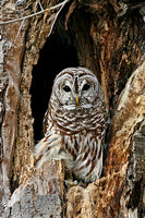 Barred Owl in tree cavity