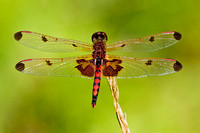 Calico Pennant