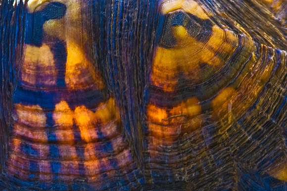 Turtle Shell Details
