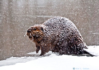 Snow encrusted Beaver