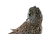 Great Gray Owl in Snow bank