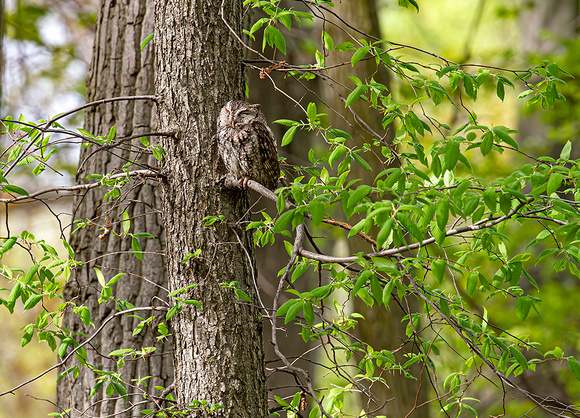 Screech Owl - Maumee Bay State Park, Ohio