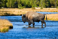 Untitled - In Yellowstone National Park