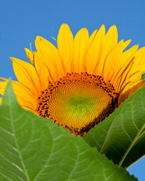 Sunflower & Sky