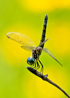 Dragonflies