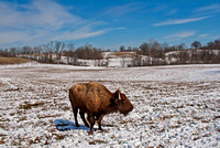 Bison in winter landscape.