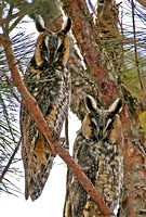 Long-Eared Owls