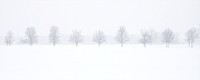 Trees in snow storm.