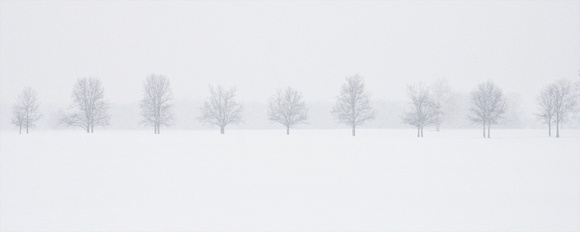 Trees in snow storm.