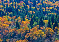 Blue Ridge Autumn Detail
