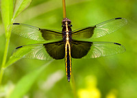 Widow Skimmer - female