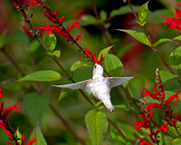 White Hummingbird (Ruby Throated) #3