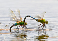 Common Green Darners