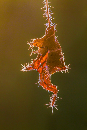 Sweet Gum Leaf and Hoar Frost