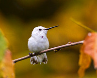White Hummingbird (Ruby Throated) perched