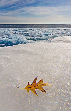 Oak Leaf and Ice - Lake Superior, Wisconsin