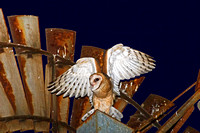 Barn Owlet on Wind Mill