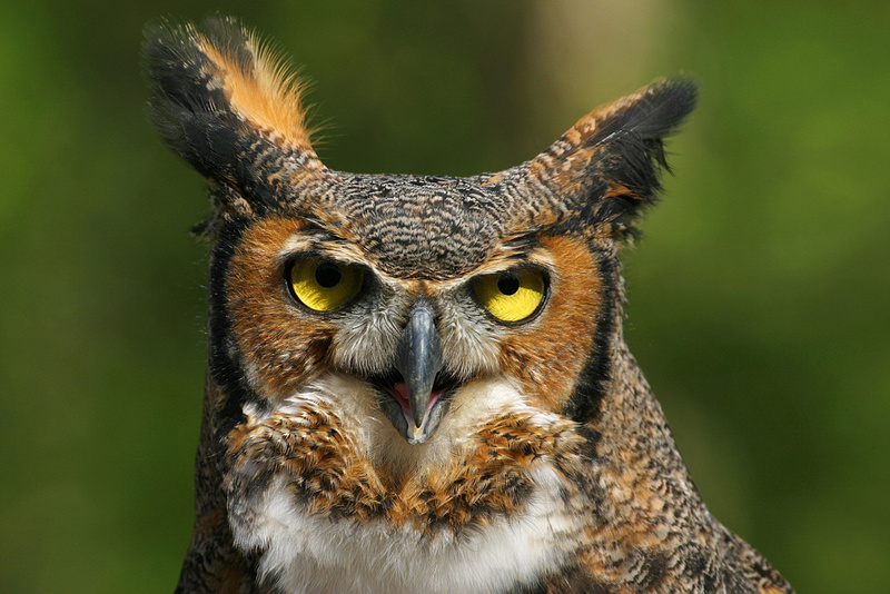 Expressions In Nature - Kim L. Graham Photography | Owls | Great Horned Owl