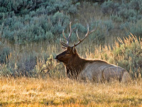 Bull Elk - Yellowstone N.P.