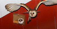 Barn Owl & Owlet