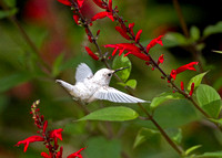 White Hummingbird (Ruby Throated)