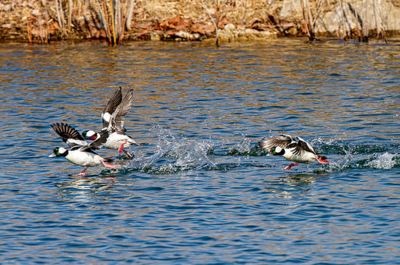 Bufflehead Ducks running on water.
