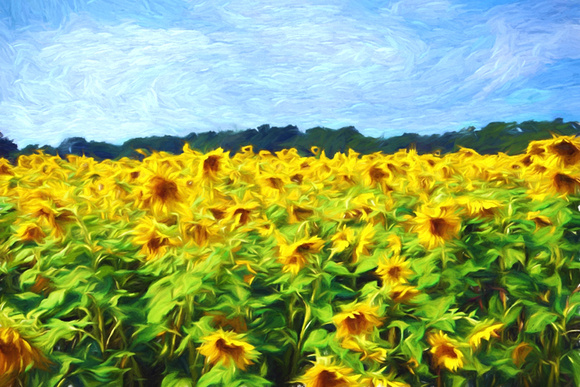 Sunflowers near Yellow Springs, Ohio.