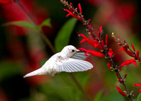 White Hummingbird (Ruby throated)
