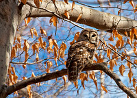 Barred Owl in Beech Tree