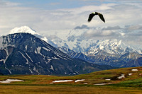 Bald Eagle over Polychrome Pass, Alaska