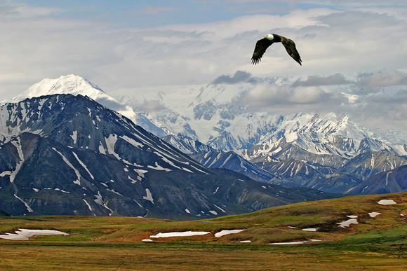 Bald Eagle over Polychrome Pass, Alaska
